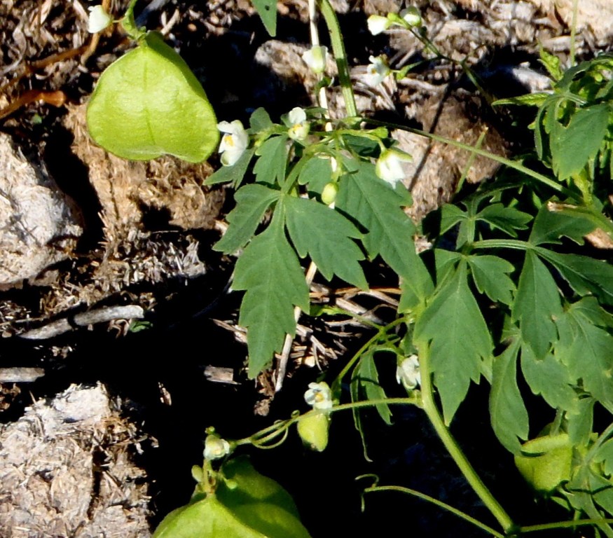 Cardiospermum halicacabum  / Cardiospermo alicacabo